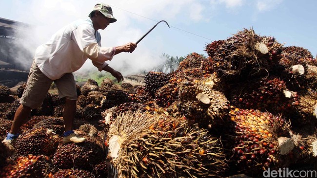 Penurunan harga jual rata-rata CPO sebesar 13 persen dari Rp 8.528 per kg di sembilan bulan pertama 2014 menjadi Rp 7.402 per kg di periode yang sama 2015.