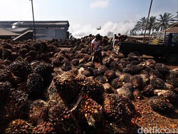 Bagaimana Cara Industri Sawit RI Tingkatkan Daya Saing?