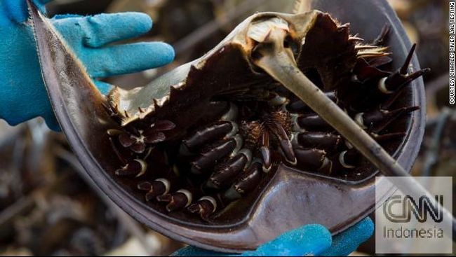 Tetapi darah biru yang dimiliki kepiting horseshoe mengandung kekayaan protein dan sel amebocyte yang dapat melawan bakteria yang menyerang darah manusia.