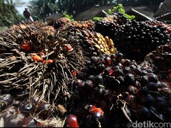 Minyak Goreng Masih Abnormal, Mulai Besok DMO CPO Naik Jadi 30%!