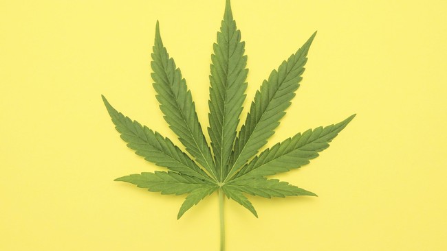 Bisnis mariyuana memang menggiurkan, dan zat narkotika pada biji ganja menjanjikan utopia kesenangan. Namun apakah sepadan dengan bahaya yang ditimbulkan?