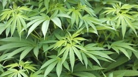 Penanaman Ganja Marak, California Terancam Kekeringan