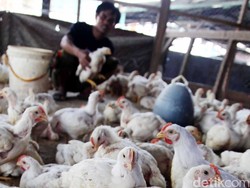 Harga Ayam Anjlok ke Rp 9.500/Kg, Peternak Gulung Tikar