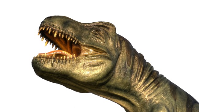 Sekelompok ilmuwan menemukan fosil di bagian barat Venezuela. Kuat dugaan ini adalah nenek moyang dari predator dinosaurus, T-Rex.