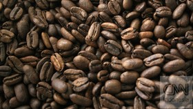 Melacak Kopi Lanang Peningkat Vitalitas Pria