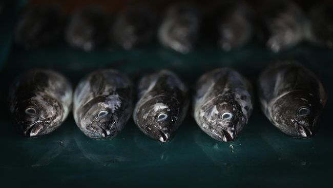 Ikan memiliki banyak kandungan vitamin dan merupakan sumber protein yang sehat. Berikut ada tujuh jenis ikan yang bagus untuk diet atau pola makan sehat.