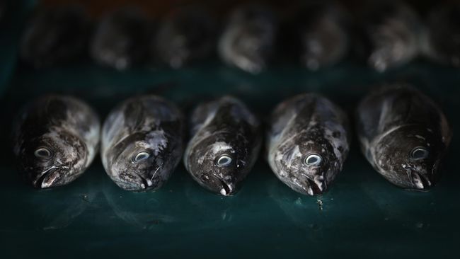 Tujuh Jenis Ikan Bagus Untuk Diet