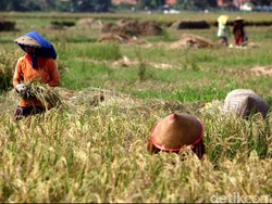 2,4 Juta Petani Miskin Bakal Dapat Bantuan Rp 600.000