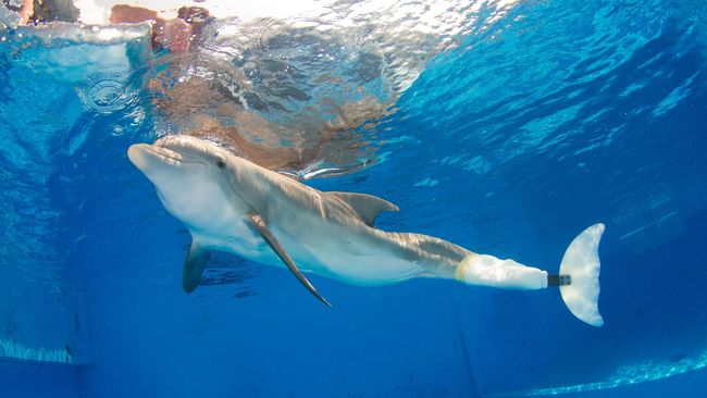 Film Dolphin Tale melambungkan nama Winter, lumba-lumba berekor prostetik yang harus belajar berenang. Kehidupan nyatanya tak seindah dalam film.