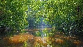 Deforestasi Amazon Meningkat 16 Persen pada 2015