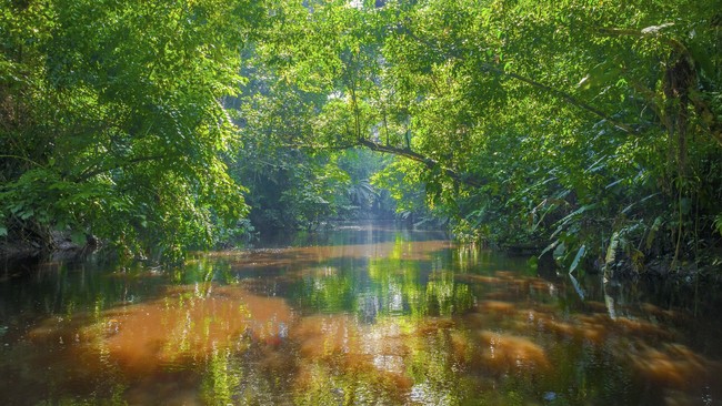 Pengrusakan di hutan Amazon, Brasil, meningkat 16 persen pada 2015, dengan pemicu utama peningkatan produksi ternak dan makanan.