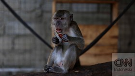 Kawanan Monyet Liar Serang Warga Jatiasih