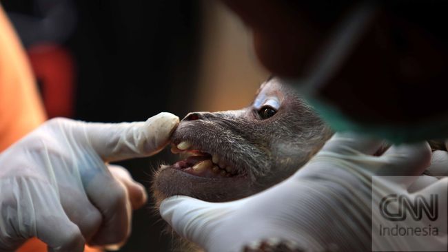 Ribuan Teken Petisi Tolak Penangkapan 2 Ribu Monyet untuk Lab