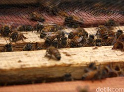 Jahe dan Temulawak Langka Imbas Corona, Ilmuwan UI Kembangkan Propolis