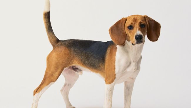 Dia seekor anjing beagle yang ditugaskan untuk mengembalikan barang-barang yang tertinggal di pesawat ke penumpangnya yang terbang ke bandara Schiphol Amsterdam.
