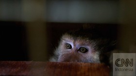 Seekor monyet hasil  hasil razia topeng monyet, berada di transport Balai Kesehatan Hewan dan Ikan Dinas Kelautan dan Pertanian, Jakarta, Rabu (24/9). Monyet tersebut akan ditranslokasikan menjadi satu kelompok ke Hutan Suaka Margasatwa Cikepuh Kabup