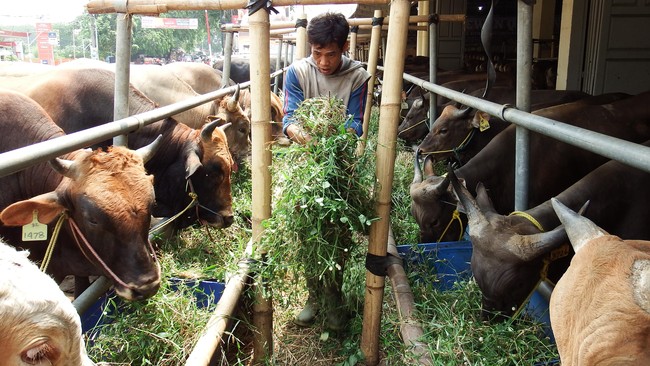 Sapi diketahui memiliki sejumlah zat yang bisa dipakai untuk membunuh virus-virus mematikan.