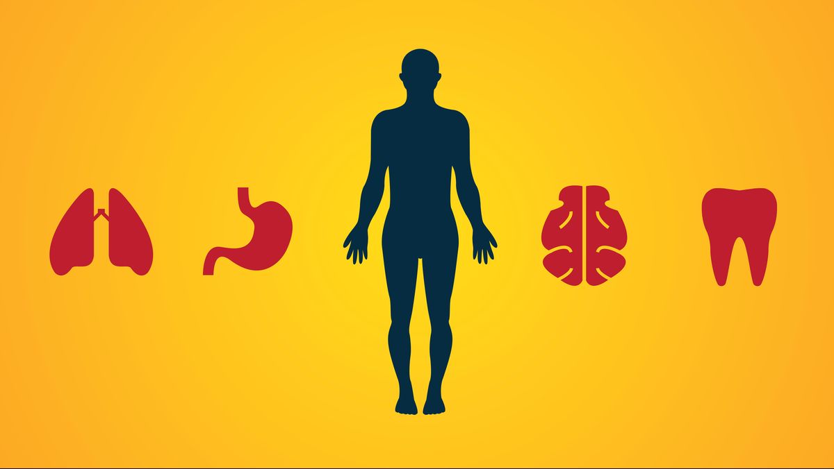 Mengenal Organ Tubuh Terbesar yang Dimiliki Manusia