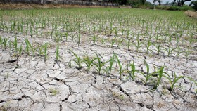 Kekeringan dan Kebakaran Lahan Mengancam Indonesia
