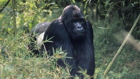 Google Photos Sebut Orang Kulit Hitam Gorila