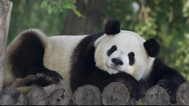 Virus canine distemper telah membunuh dua panda di Tiongkok dan ada tiga lagi yang terjangkit. Virus ini akan membunuh 80 persen panda yang terinfeksi.