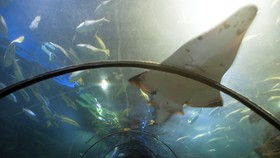 Menonton Ikan di Akuarium Dapat Turunkan Tekanan Darah