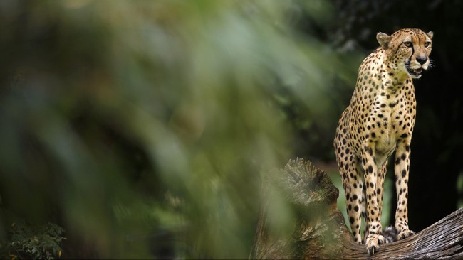 Kamu pasti tahu cheetah si pelari hebat itu kan? Ternyata kelangsungan hidup mereka sudah terancam.