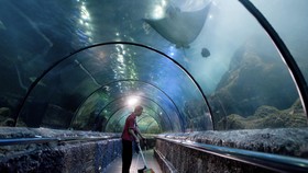 Aset Dikembalikan, Petugas Sea World Tetap Rawat Ikan