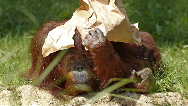 Puluhan Orangutan terancam nyawanya akibat kebakaran yang terjadi di lahan gambut perkebunan sawit.&nbsp;Beberapa diantaranya bahkan terbakar hidup-hidup.