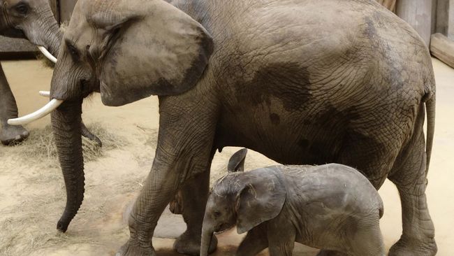 San Francisco Larang Penggunaan Hewan Liar Untuk Hiburan