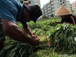 Mari Menanam! Ini Alasan Kenapa Petani Kota Dibutuhkan Saat Ini