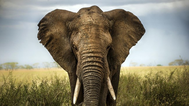 Dalam dua bulan, tercatat 40 ekor gajah tewas diracun di Zimbabwe. Pemburu liar membunuh gajah untuk diambil gadingnya.
