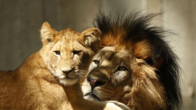 Singa di Kebun Binatang Jepang punya 'profesi' lain sebagai perancang mode. Mereka adalah 'tangan kreatif' pencipta Zoo Jeans.