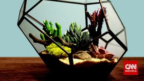 Mengenal Terarium, Sepetak Kebun Berwadah Kaca