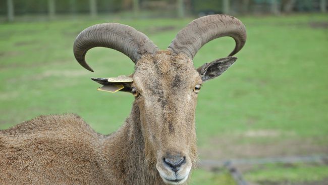 Testosteron atau hormon seks laki-laki yang banyak terkandung di testis dan kemaluan kambing jantan menjadi alasan di balik kepopuleran torpedo.