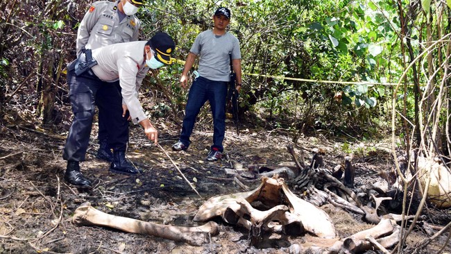 Pusat konservasi itu diharapkan menjadi penengah konflik antara gajah dan penduduk lokal. Habitat gajah di Aceh terus berkurang karena alih fungsi lahan.