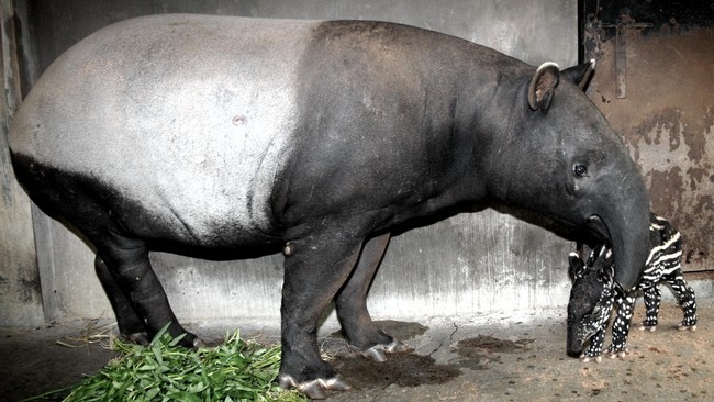Petugas BBKSDA Riau mengevakuasi seekor Tapir liar yang tersesat ke kolam warga di Pekanbaru. Tapir itu terjebak di kolam selama enam jam.