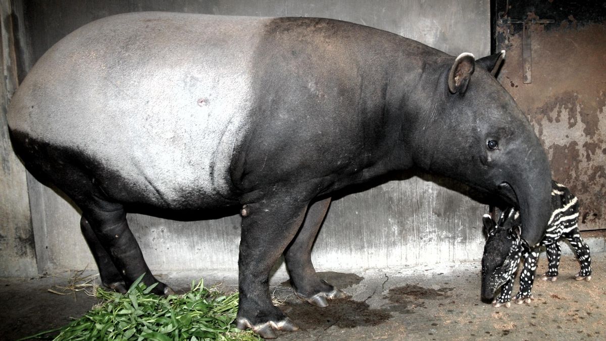 Viral Video Tapir Berkeliaran di Jalan Lintas Mesuji Lampung