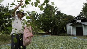 Paus Fransiskus Ingin Kunyah Daun Koka saat ke Bolivia