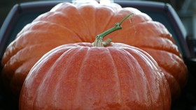 Labu Halloween Terberat Dipanen di California