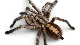 Tarantula Pernah Selamatkan Nyawa Orang Kamboja