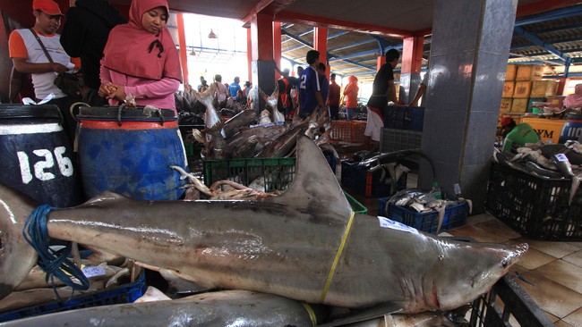 "Nantinya semua pembeli ikan dari dalam dan luar negeri bisa pergi ke Natuna setelah pusat perikanan terbentuk," ujar Menteri KKP Susi Pudjiastuti.