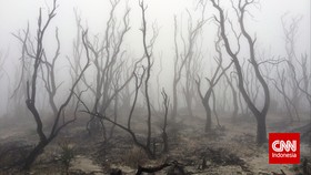 Menembus Kabut Misteri di Hutan Mati