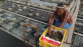 Pemerintah Bidik Produksi Ikan Budidaya 31,3 Juta Ton