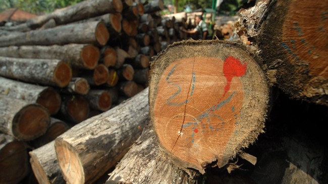 Kapal yang berisi kayu kualitas nomor satu berhasil ditangkap di perairan Maluku, diduga hasil pembalakan liat hutan adat di Seram Timur.