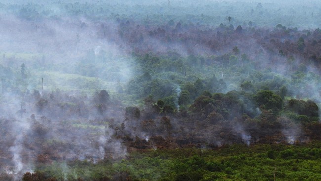 Sebuah desa dengan luas 130 hektar di Kabupaten Merangin, Jambi, dinilai telah memenuhi syarat secara hukum untuk ditetapkan sebagai hutan adat.