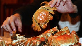Aturan Menteri Susi, Ini Lobster dan Kepiting Terlarang