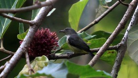 Di Mana Burung saat Hujan?
