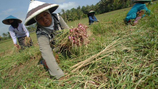 Gugatan petani terhadap dua pasal dalam UU Perlindungan dan Pemberdayaan Petani dikabulkan MK. Negara tidak lagi berhak menyewakan lahan kepada petani.