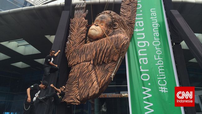 Shelton dan Kopral adalah dua orangutan yang bersahabat. Mereka punya kesamaan, yaitu sama-sama korban kekejaman manusia.